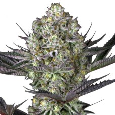 Do-Si-Dos feminised Ganja Seeds