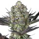 Do-Si-Dos feminised Ganja Seeds