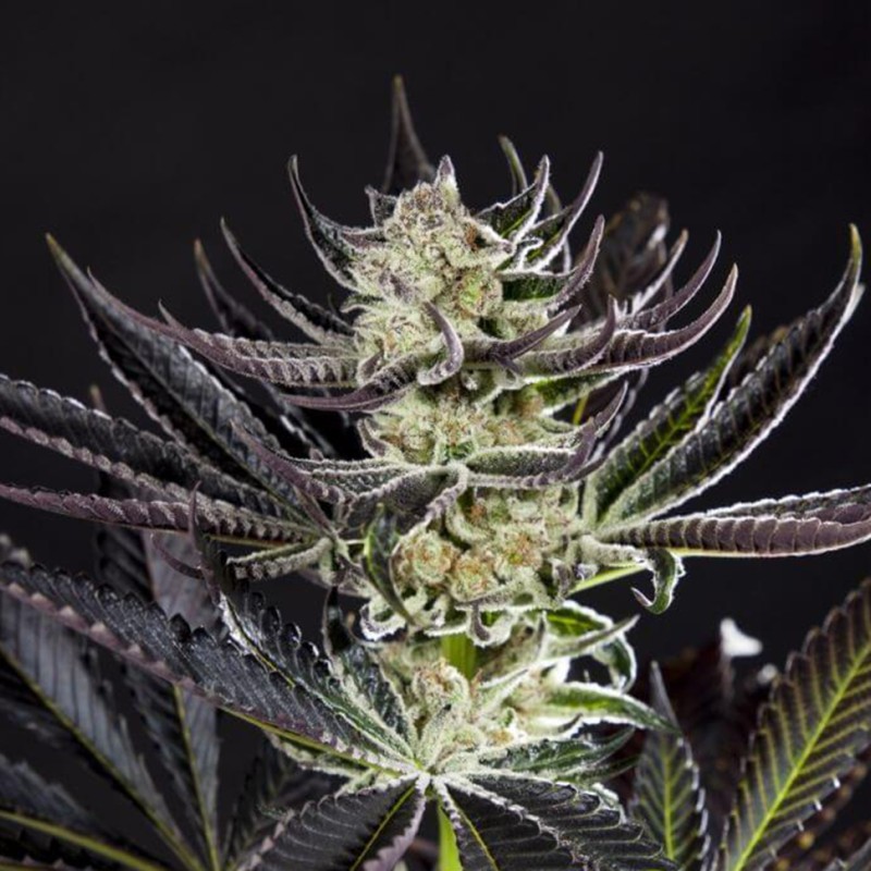 Do-Si-Dos feminised Ganja Seeds