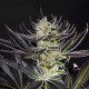 Do-Si-Dos feminised Ganja Seeds