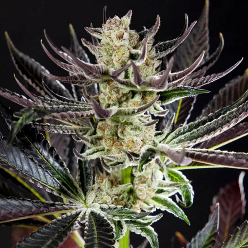 Do-Si-Dos feminised Ganja Seeds