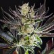 Do-Si-Dos feminised Ganja Seeds