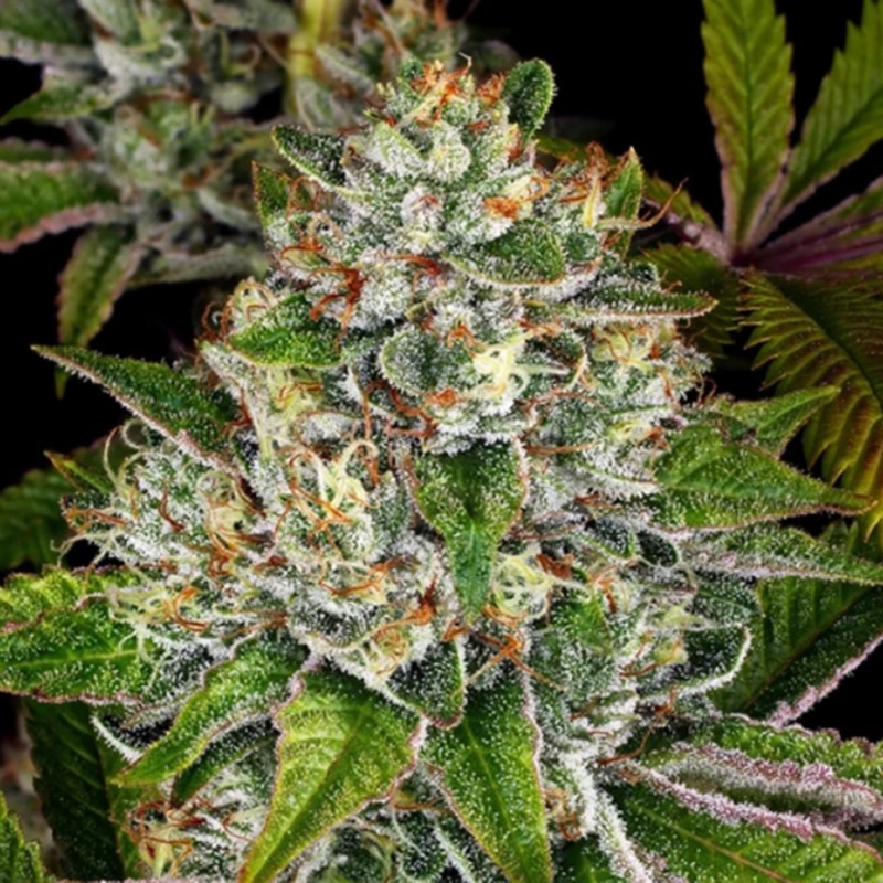 Do-Si-Dos feminised Ganja Seeds