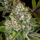 Do-Si-Dos feminised Ganja Seeds