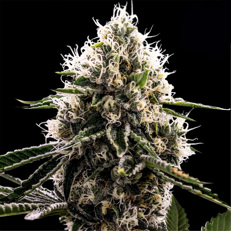 Do-Si-Dos feminised Ganja Seeds