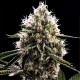 Do-Si-Dos feminised Ganja Seeds