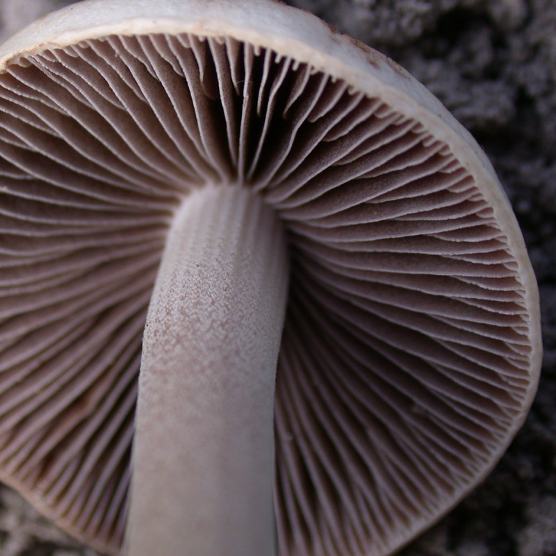 Panaeolus Tropicalis