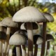 Panaeolus Tropicalis