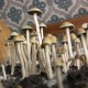 Panaeolus Tropicalis