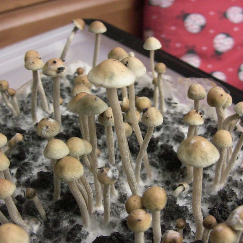 Panaeolus Tropicalis