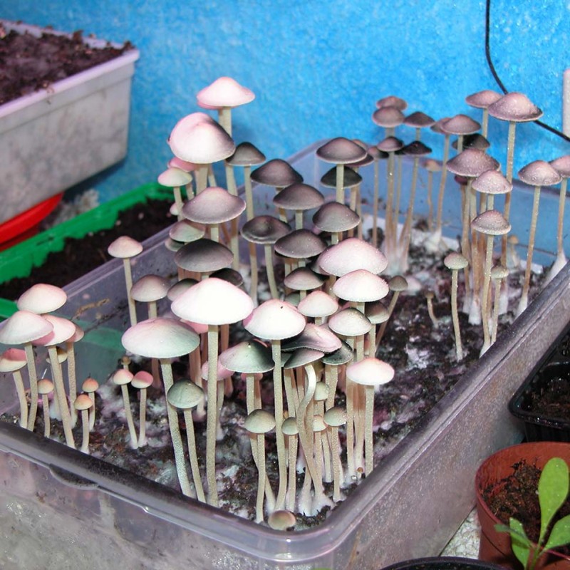 Panaeolus Tropicalis