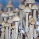 Panaeolus Tropicalis