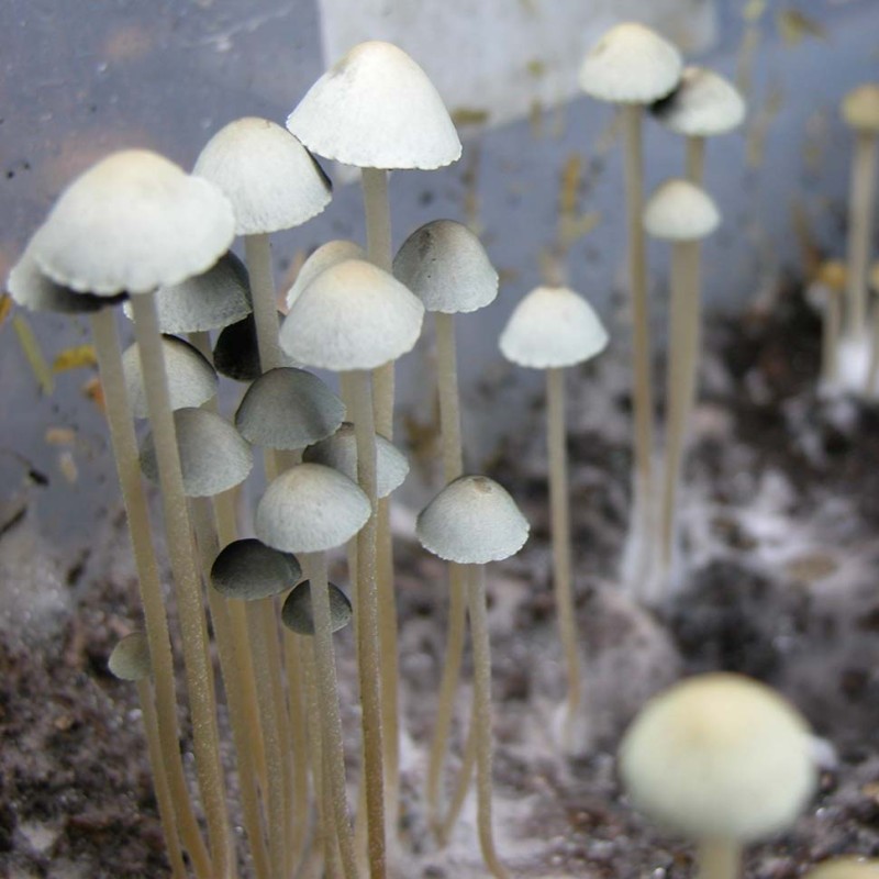 Panaeolus Tropicalis