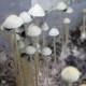 Panaeolus Tropicalis