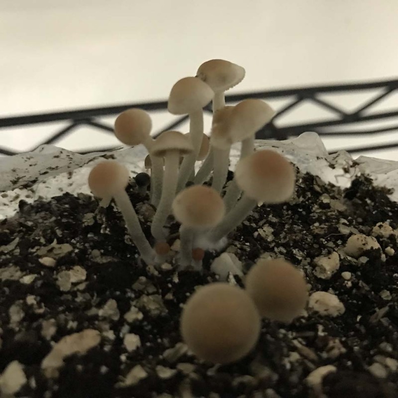 Panaeolus Tropicalis