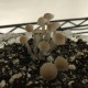 Panaeolus Tropicalis