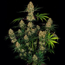 Auto Hindu Kush feminised GanjaLiveSeeds