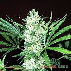 Auto White Widow feminised Master Seed