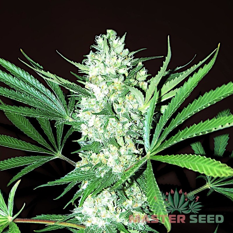 Auto White Widow feminised Master Seed