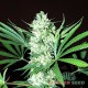 Auto White Widow feminised Master Seed
