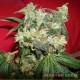 Auto White Widow feminised Master Seed