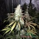 Auto White Widow feminised Master Seed