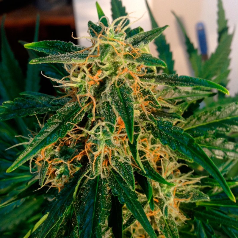 Auto Think Big feminised GanjaLiveSeeds