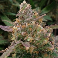 Auto Big Devil XL feminised GanjaLiveSeeds