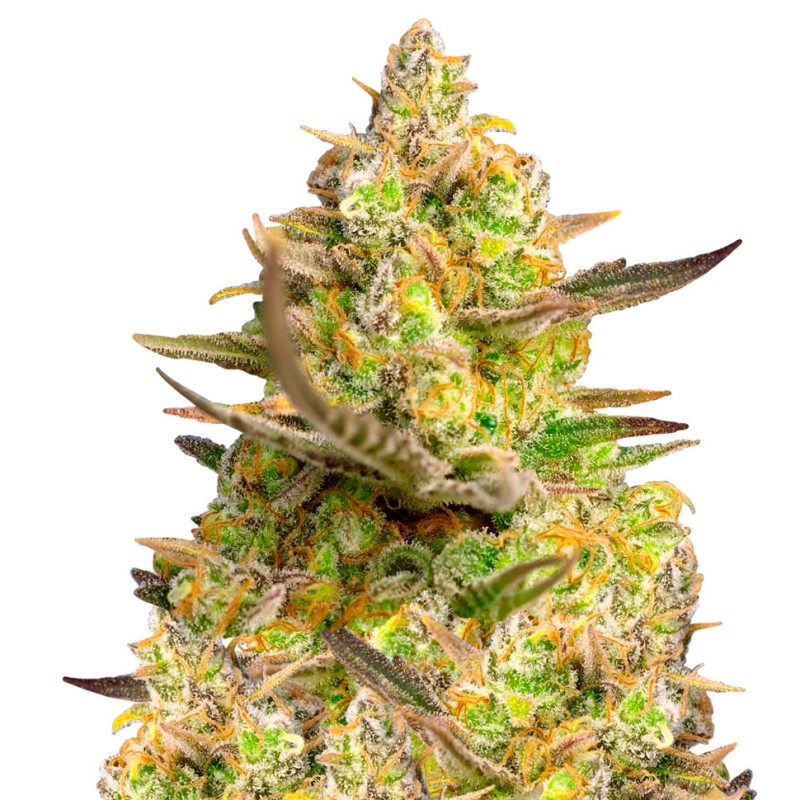 Auto Big Devil XL feminised GanjaLiveSeeds