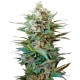 Auto Big Devil XL feminised GanjaLiveSeeds