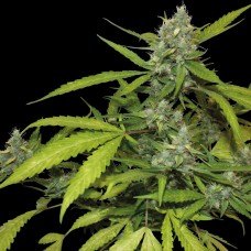 Auto Blueberry x Blue Mystic feminised GanjaLiveSeeds