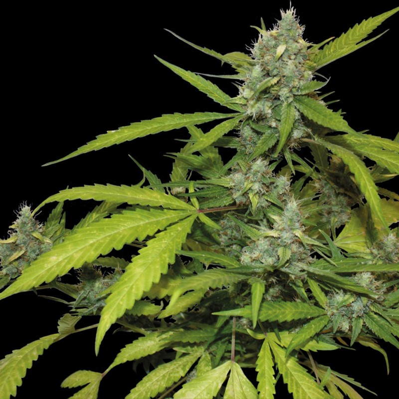 Auto Blueberry x Blue Mystic feminised GanjaLiveSeeds