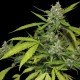Auto Blueberry x Blue Mystic feminised GanjaLiveSeeds