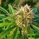 Auto Blueberry x Blue Mystic feminised GanjaLiveSeeds