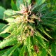 Auto Blueberry x Blue Mystic feminised GanjaLiveSeeds