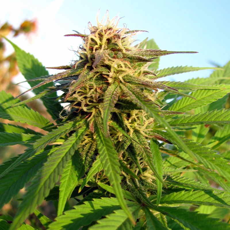 Auto Blueberry x Blue Mystic feminised GanjaLiveSeeds