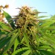 Auto Blueberry x Blue Mystic feminised GanjaLiveSeeds