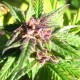 Auto Blueberry x Blue Mystic feminised GanjaLiveSeeds