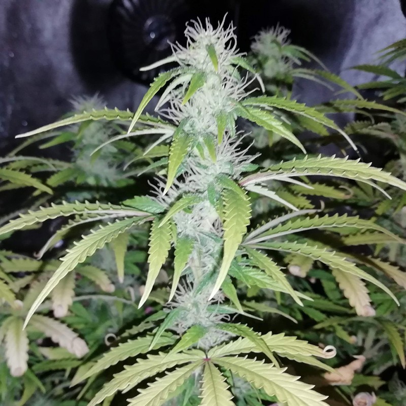 Auto Blueberry x Blue Mystic feminised GanjaLiveSeeds