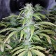 Auto Blueberry x Blue Mystic feminised GanjaLiveSeeds