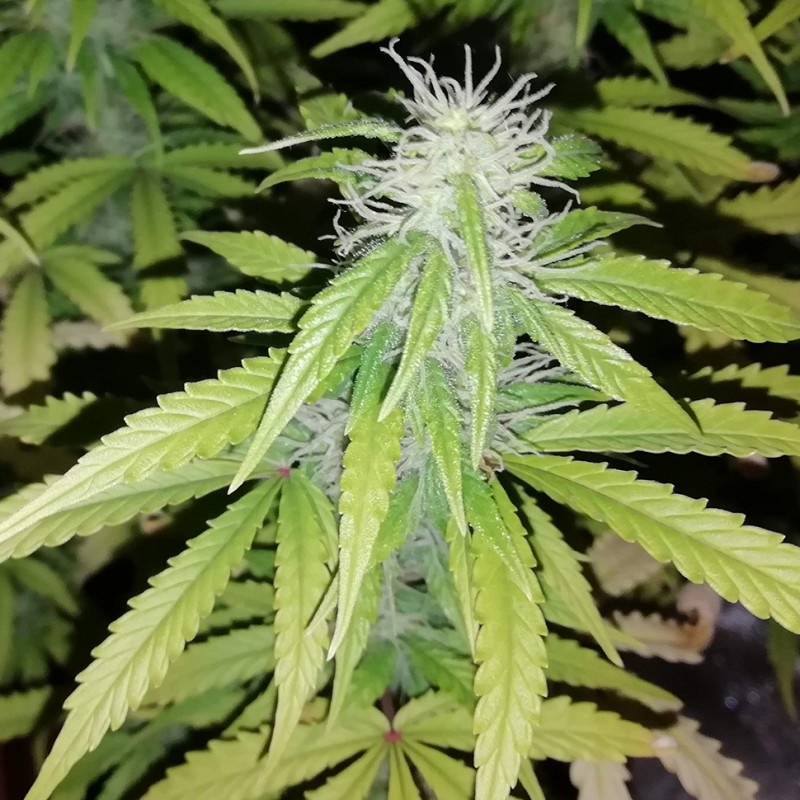 Auto Blueberry x Blue Mystic feminised GanjaLiveSeeds