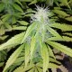 Auto Blueberry x Blue Mystic feminised GanjaLiveSeeds