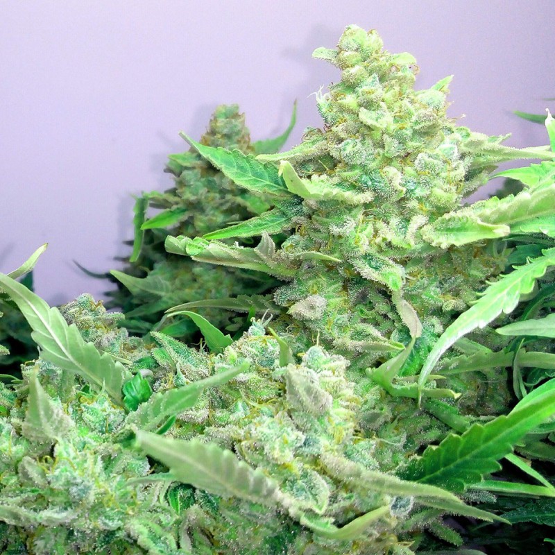 Auto Blueberry x Blue Mystic feminised GanjaLiveSeeds