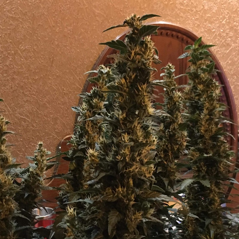 Auto Blueberry x Blue Mystic feminised GanjaLiveSeeds