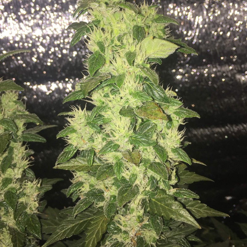 Auto Blueberry x Blue Mystic feminised GanjaLiveSeeds