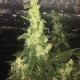 Auto Blueberry x Blue Mystic feminised GanjaLiveSeeds