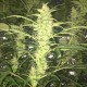 Auto Blueberry x Blue Mystic feminised GanjaLiveSeeds