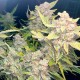 Auto Blueberry x Blue Mystic feminised GanjaLiveSeeds
