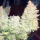 Auto Blueberry x Blue Mystic feminised GanjaLiveSeeds