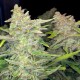 Auto Blueberry x Blue Mystic feminised GanjaLiveSeeds